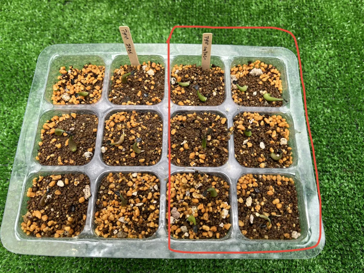 Agave nickelsiae (アガベ ニッケルシー)