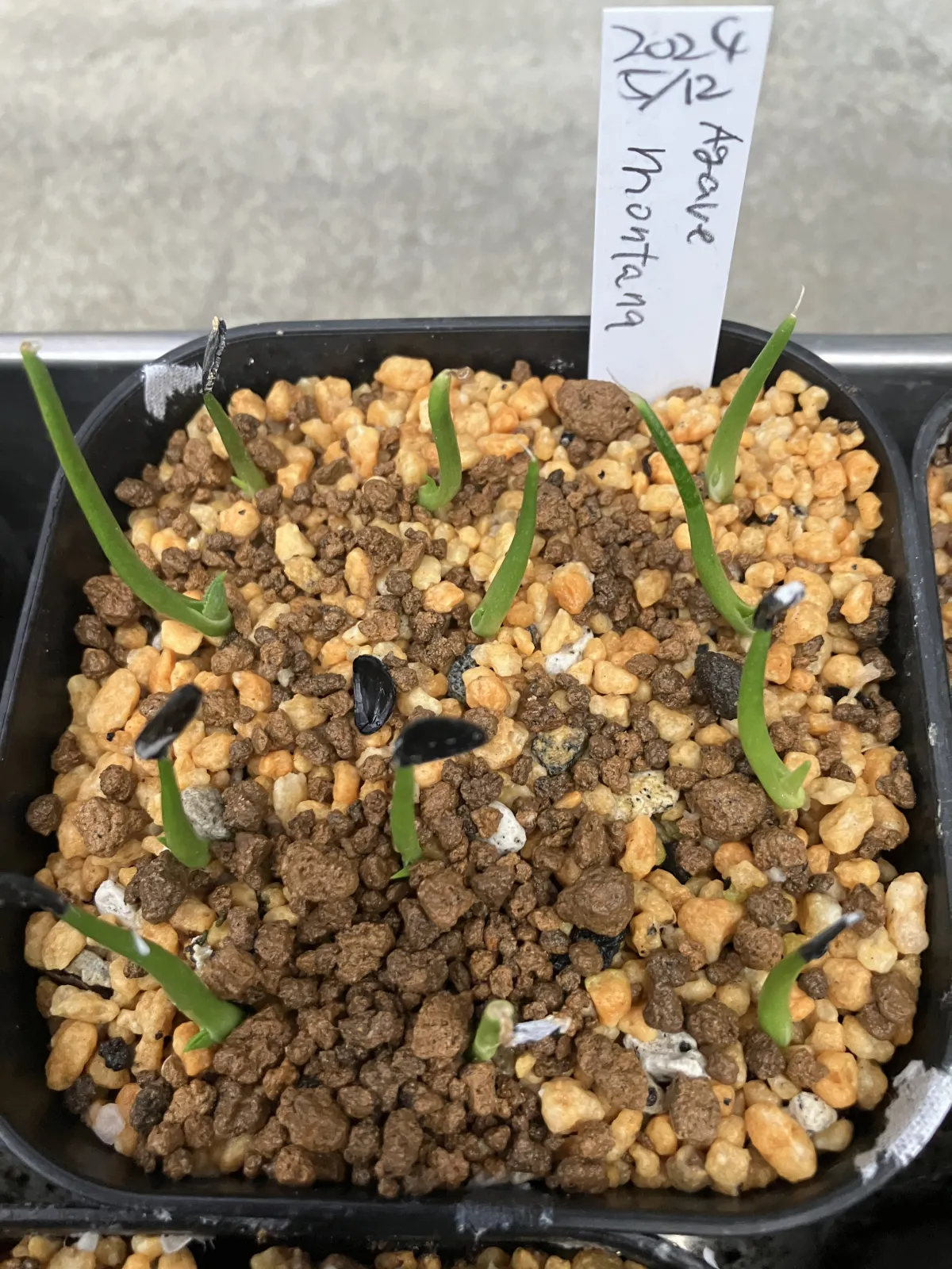 Agave montana (アガベ モンタナ)