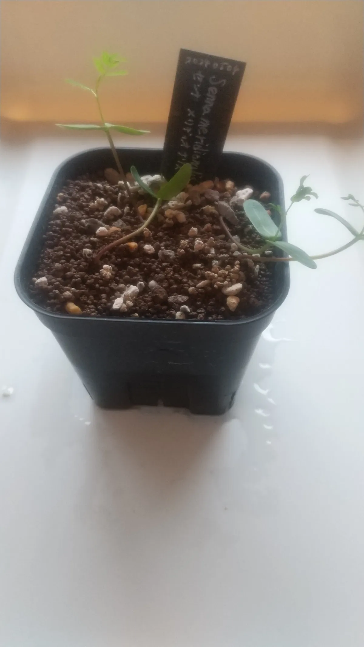 Senna meridionalis (センナ メリディオナリス)