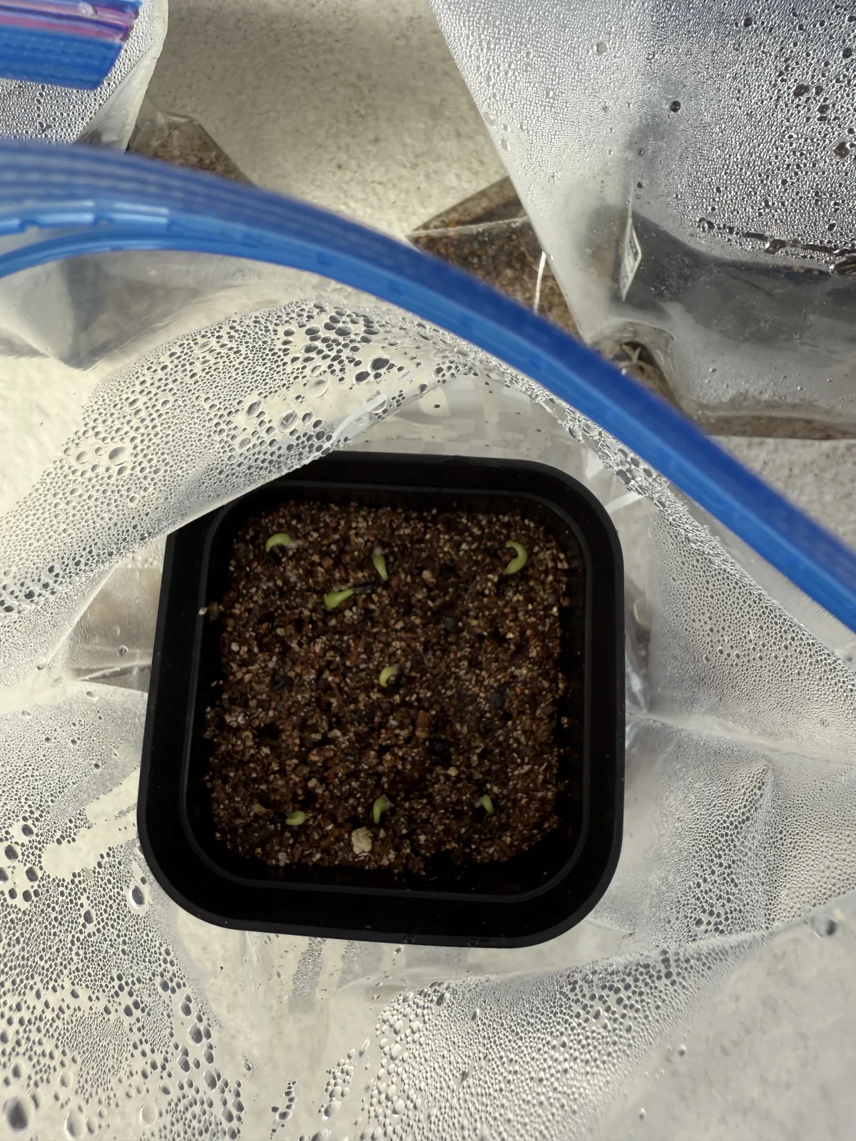 Agave oteroi (アガベ オテロイ)