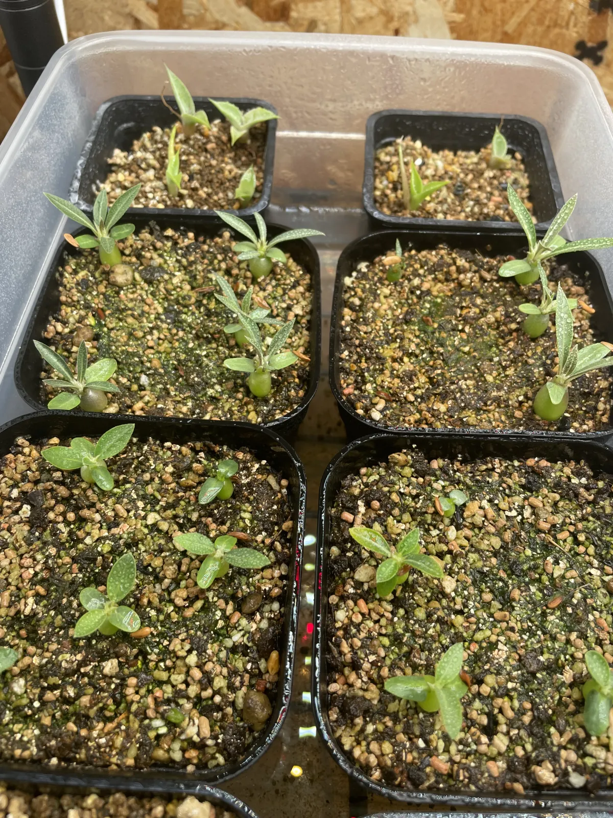 [無料種子] 発芽難 パキポディウム グラキリス　 Pachypodium rosulatum var. gracilius