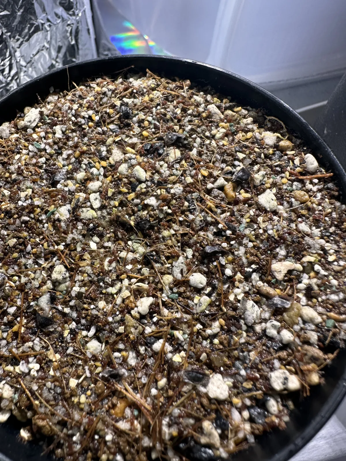 Aloe aculeata (アロエ アクレアータ)