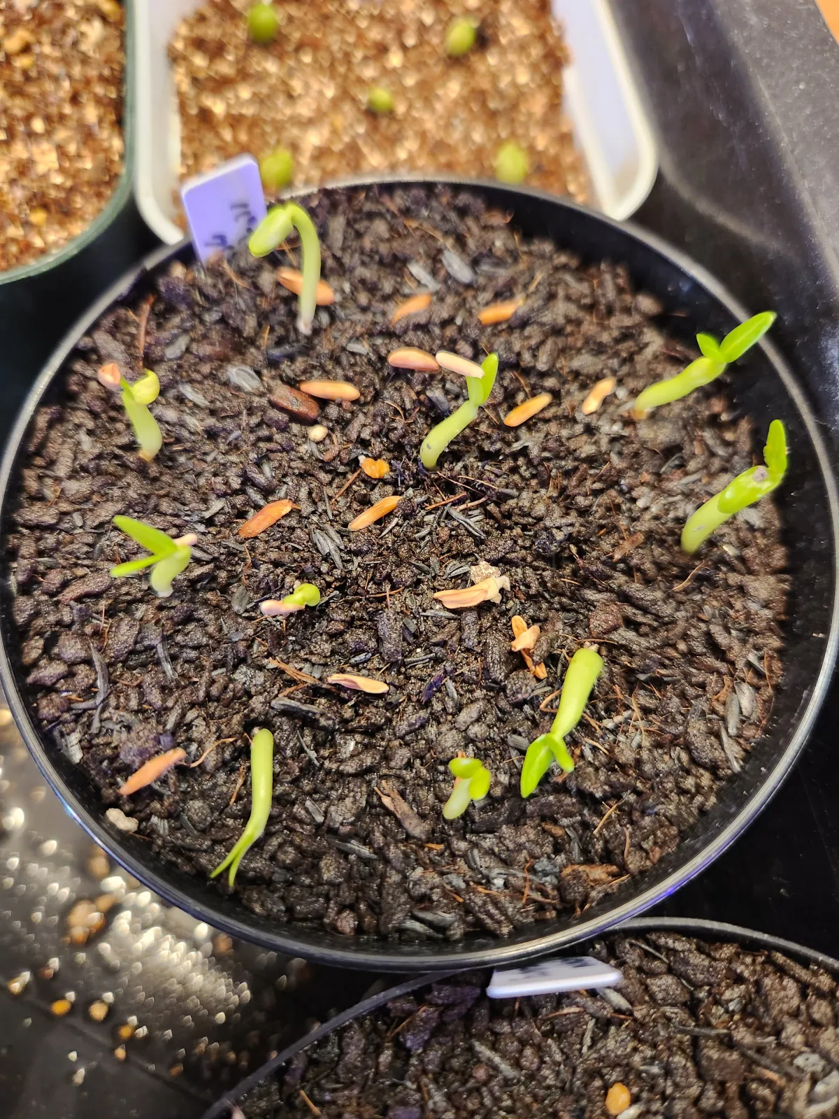 Pachypodium rosulatum var. gracilius (パキポディウム グラキリス)