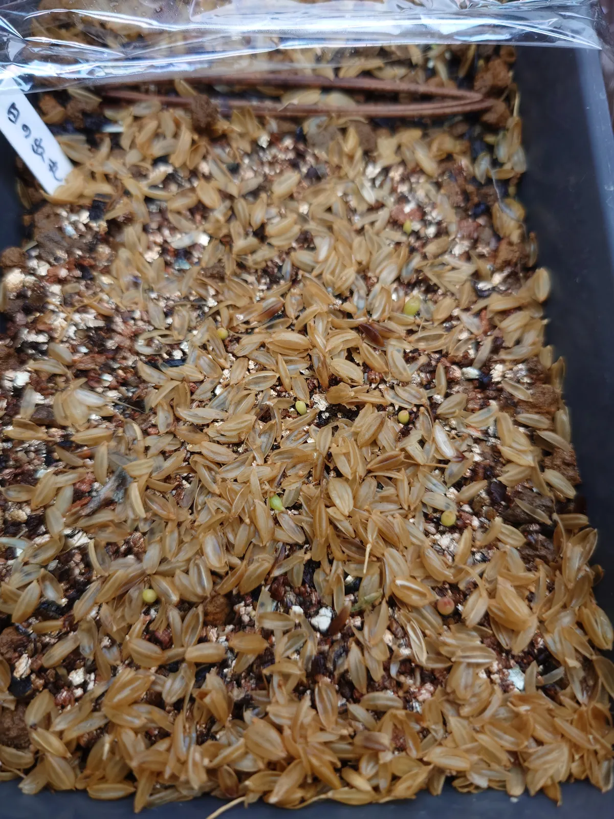 Ferocactus latispinus (フェロカクタス ラティスピナス 日の出丸)