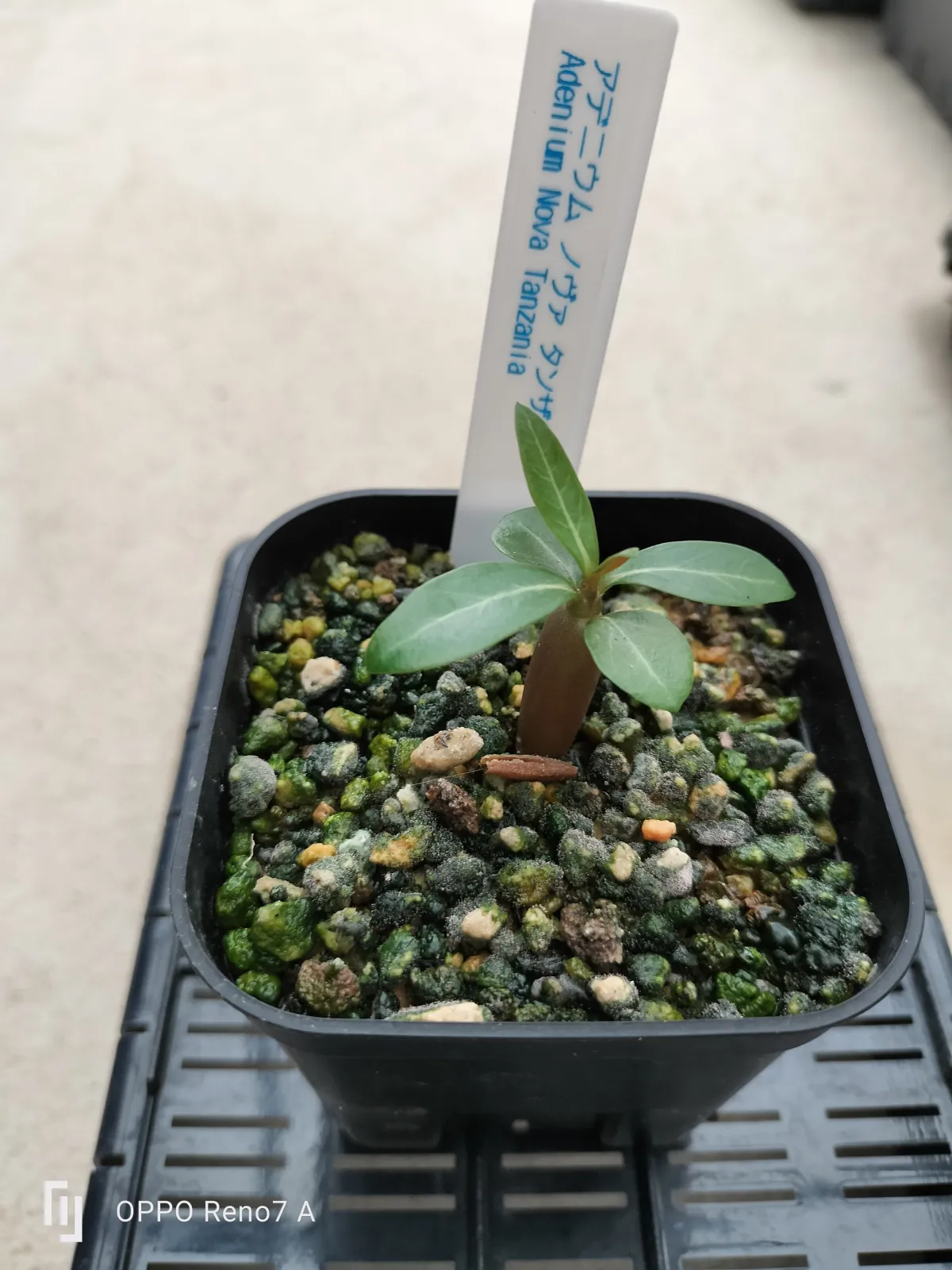 Adenium obesum Nova Tanzania (アデニウム ノヴァ タンザニア)