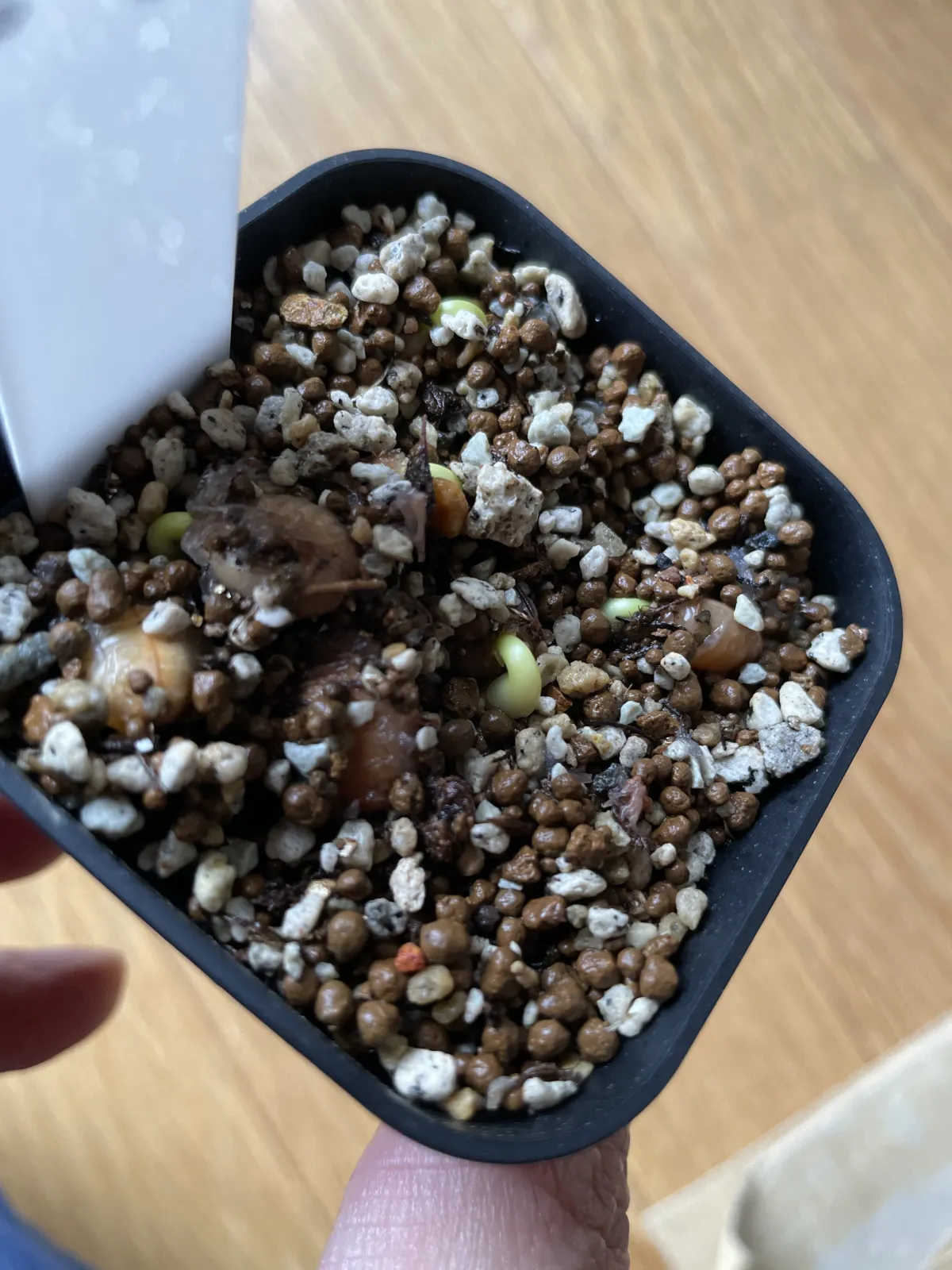 Cassia fistula (カッシア フィツラ)