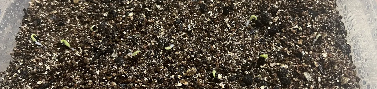 Agave victoriae-reginae (アガベ ビクトリアレジーナエ 笹の雪)