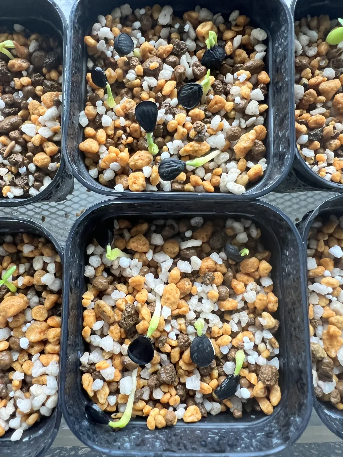 Yucca baccata var. baccata (ユッカ バッカタ)