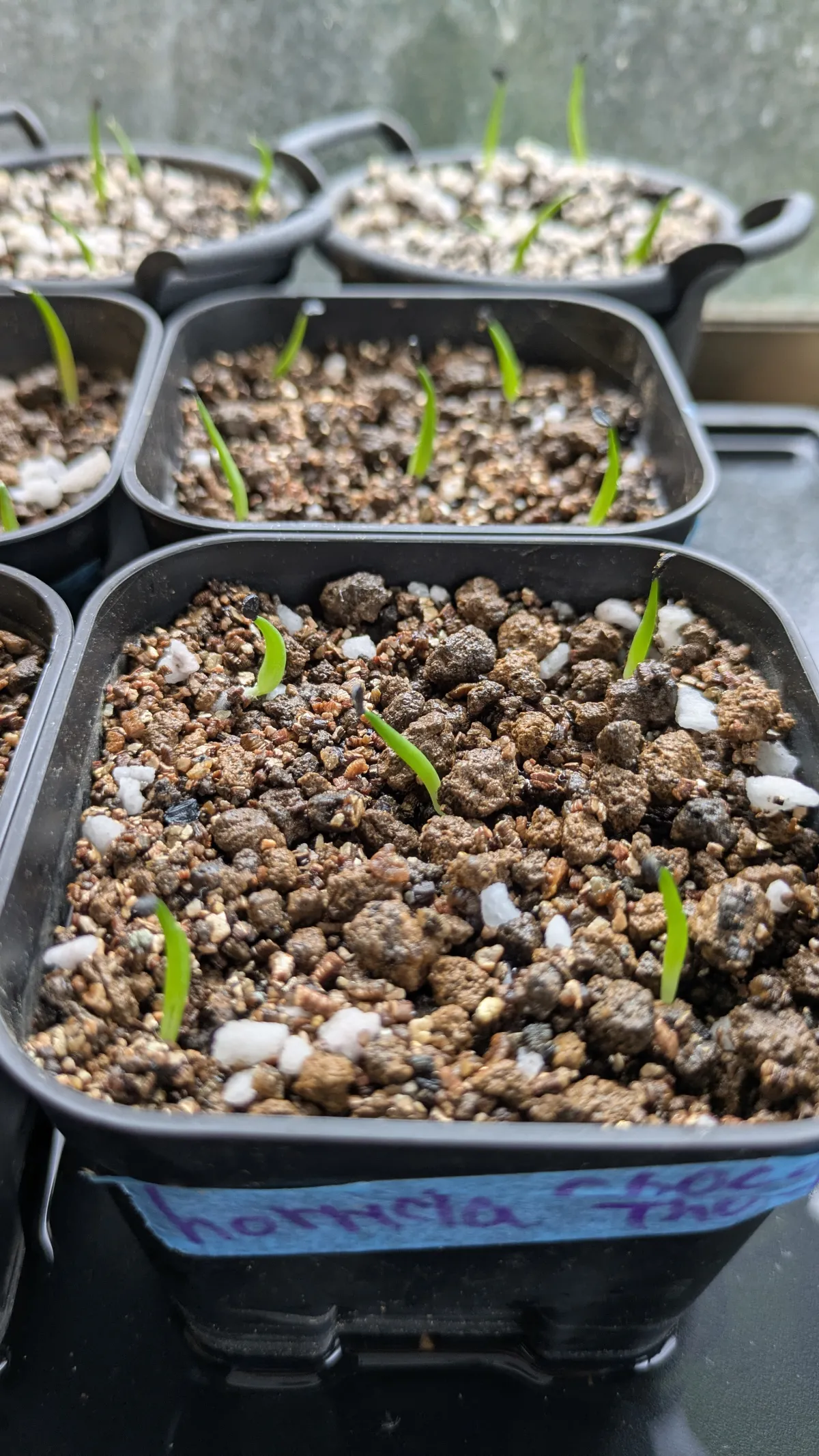 Agave horrida 'Chocolate Thorn' (アガベ ホリダ チョコレートソーン)