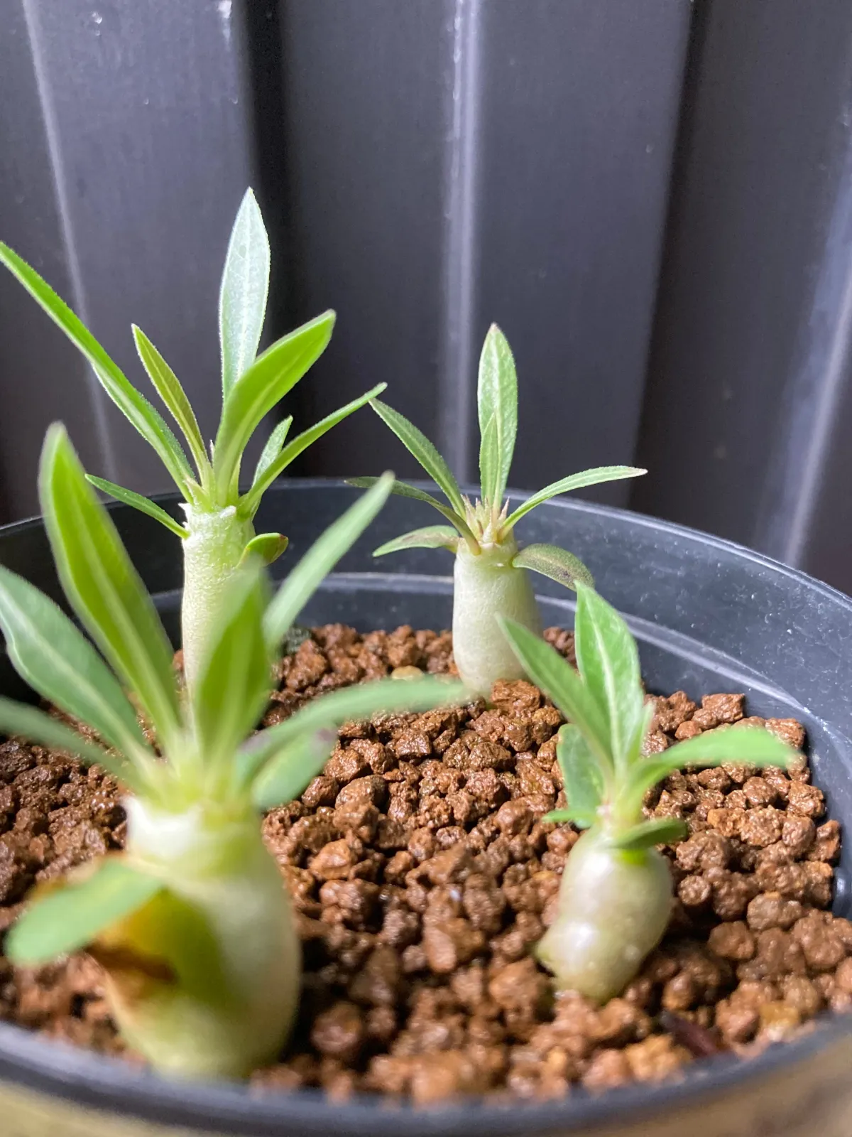 Pachypodium rosulatum subsp. makayense (パキポディウム マカイエンセ)