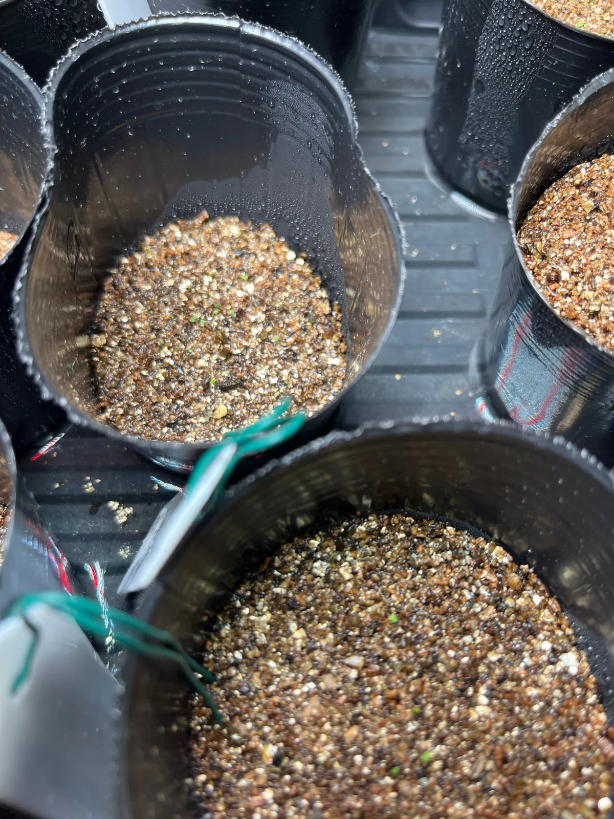 Echeveria quitensis (エケベリア クイテンシス)