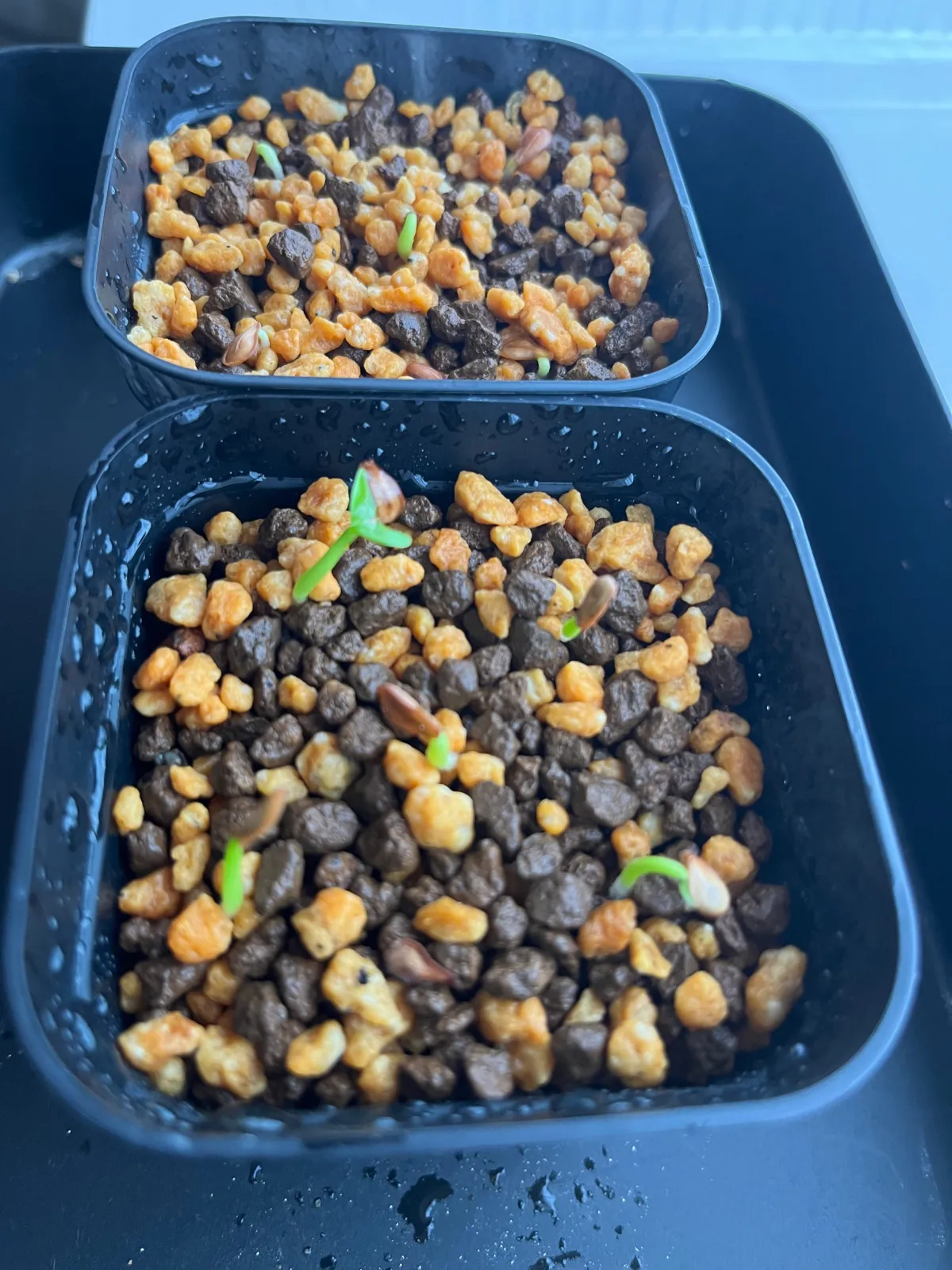 Pachypodium windsorii (パキポディウム ウィンゾリー)