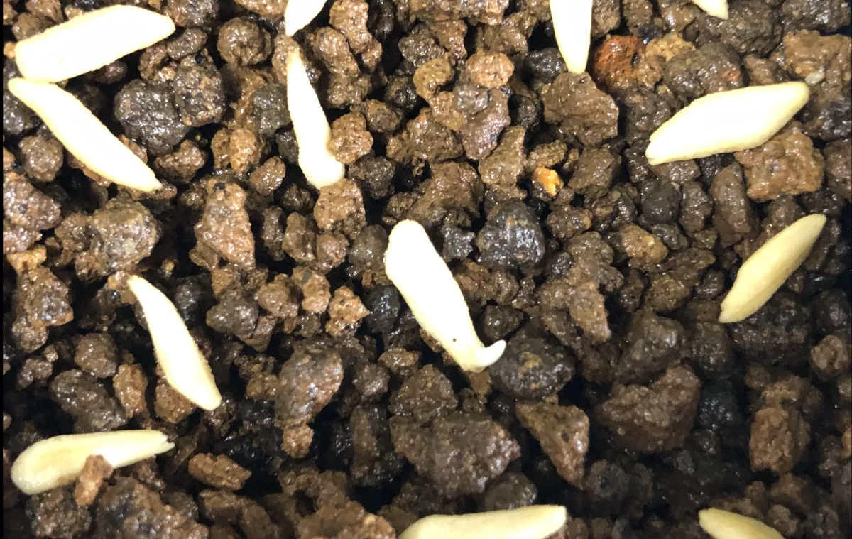 Pachypodium brevicaule subsp. leucoxanthum (パキポディウム レウコキサンツム)