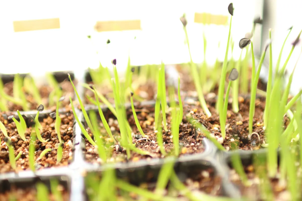 Agave utahensis ssp. utahensis (アガベ ユタエンシス)