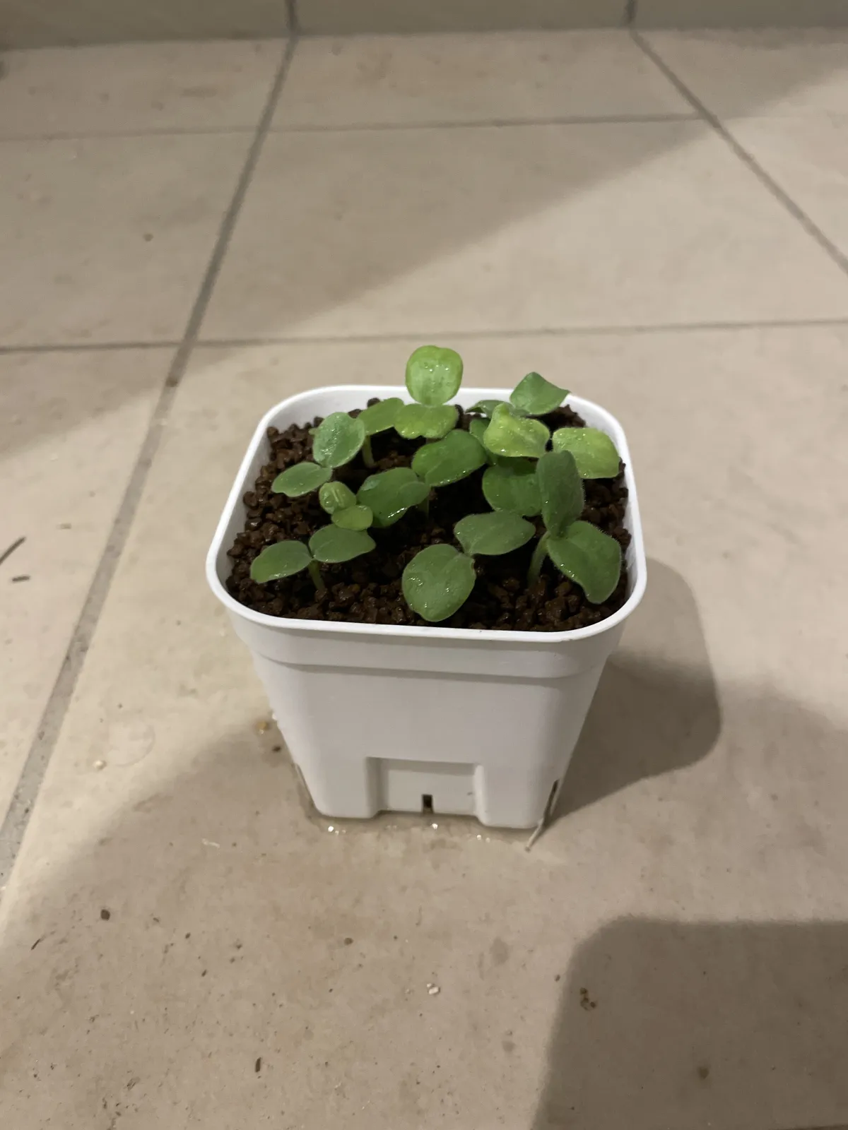 Uncarina roeoesliana (ウンカリーナ ルーズリアナ)