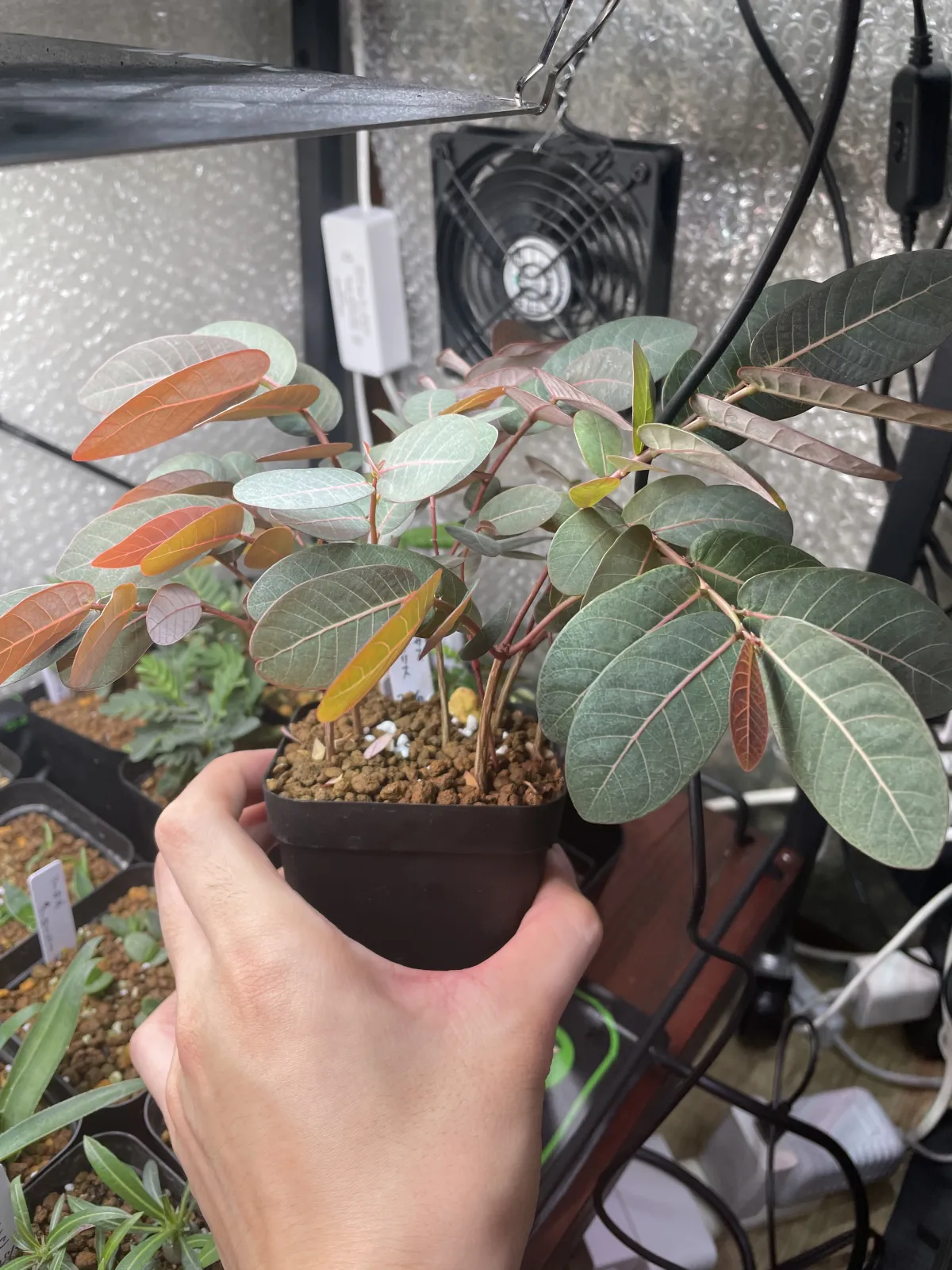 Phyllanthus mirabilis (フィランサス ミラビリス)