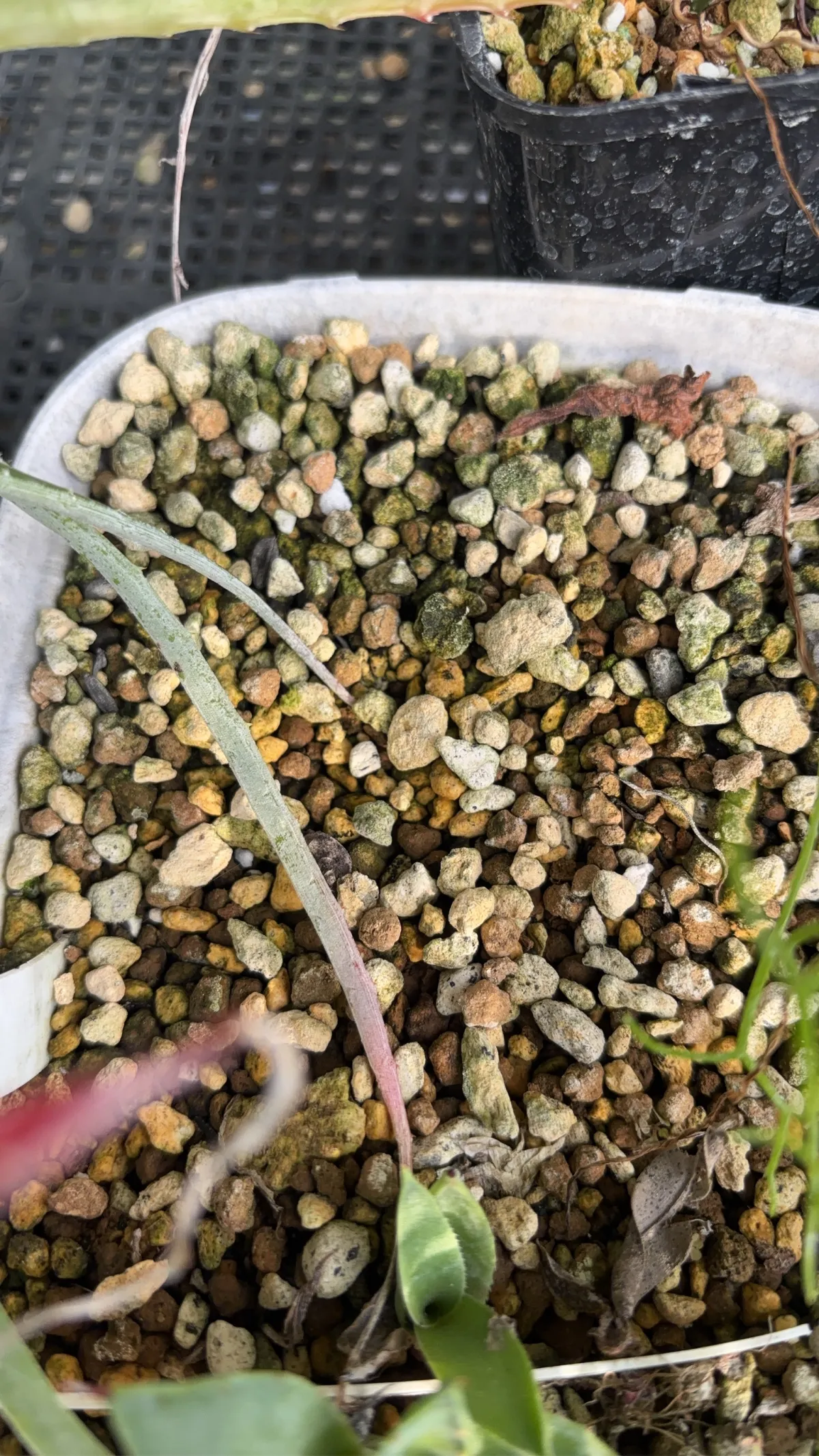 Agave victoriae-reginae ssp. swobodae swobodae (アガベ ビクトリアレジーナ スワボダエ)