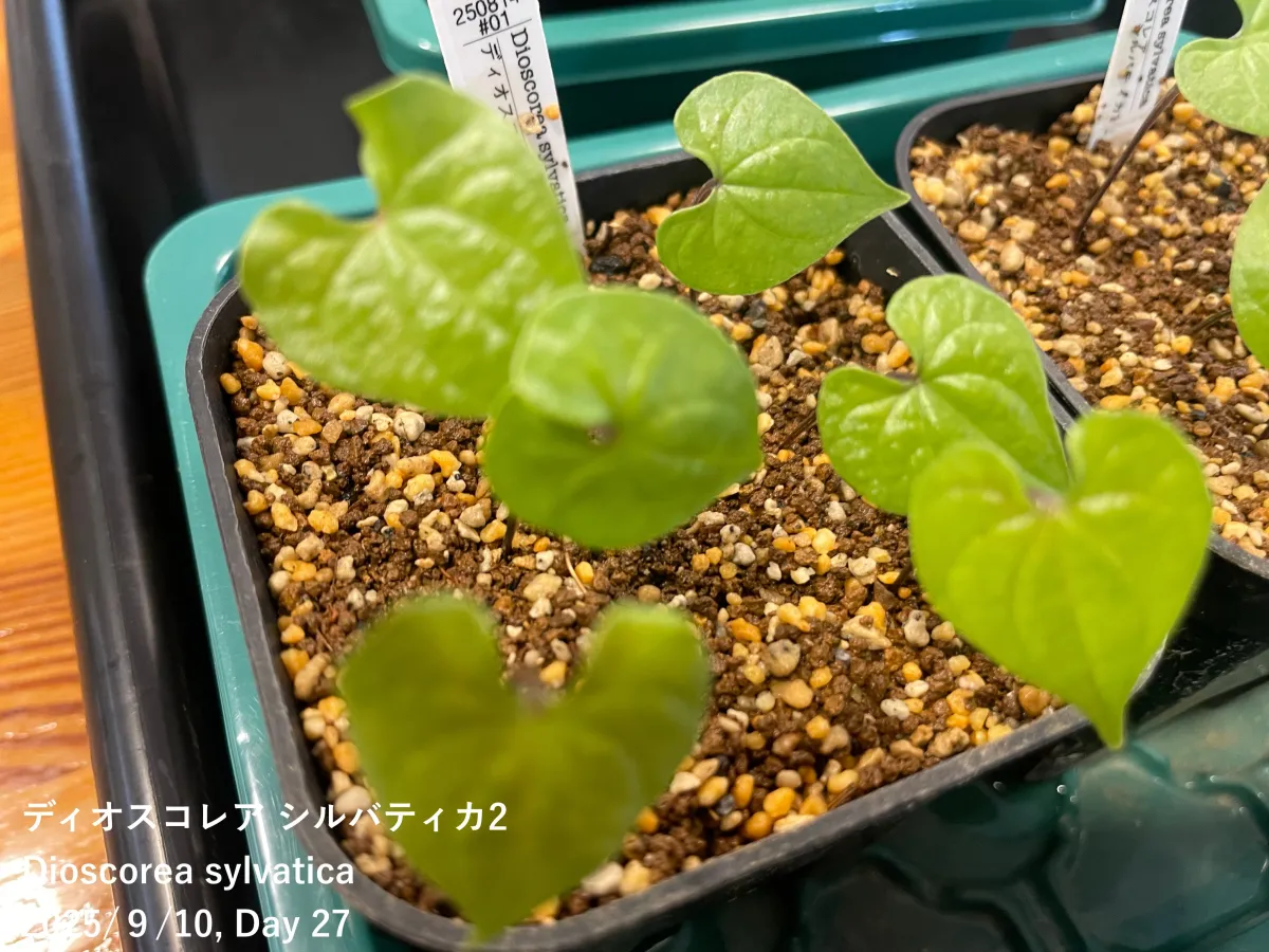 Dioscorea sylvatica (ディオスコレア シルバティカ)