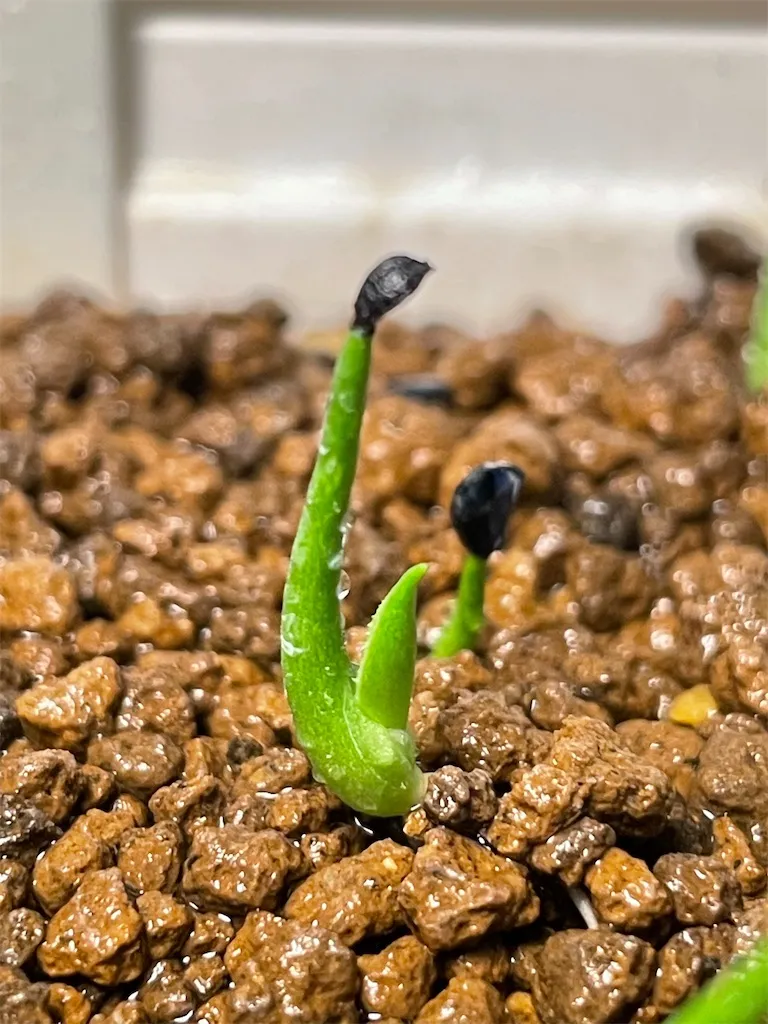 Agave utahensis ssp. utahensis (アガベ ユタエンシス)