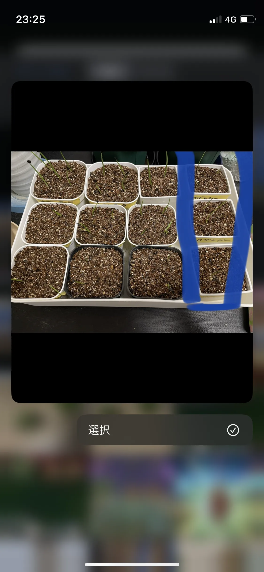 Agave rosalesii (アガベ ロザレシー)