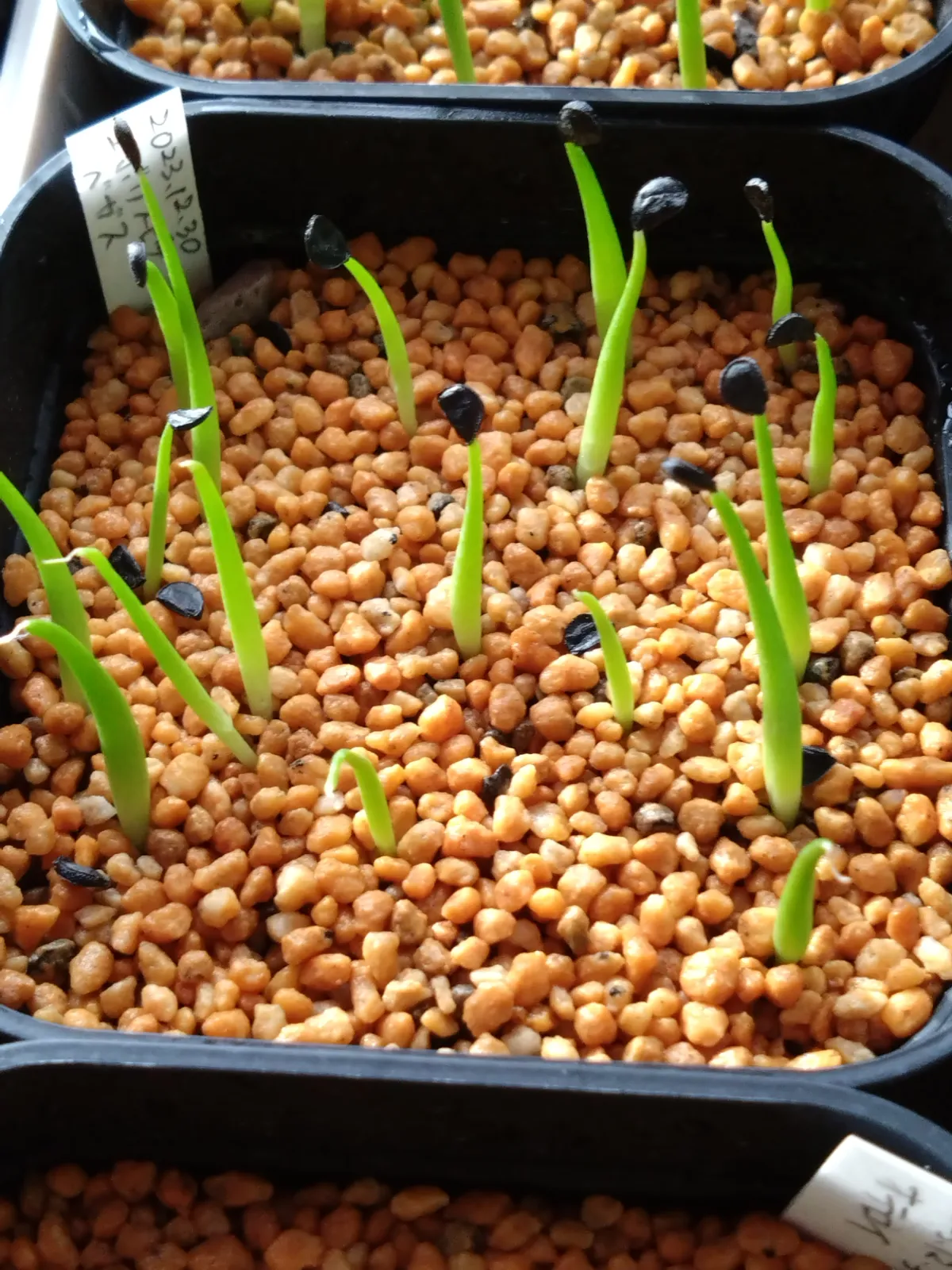 Agave utahensis var. eborispina 'Vegas' (アガベ エボリスピナ ヴェガス)