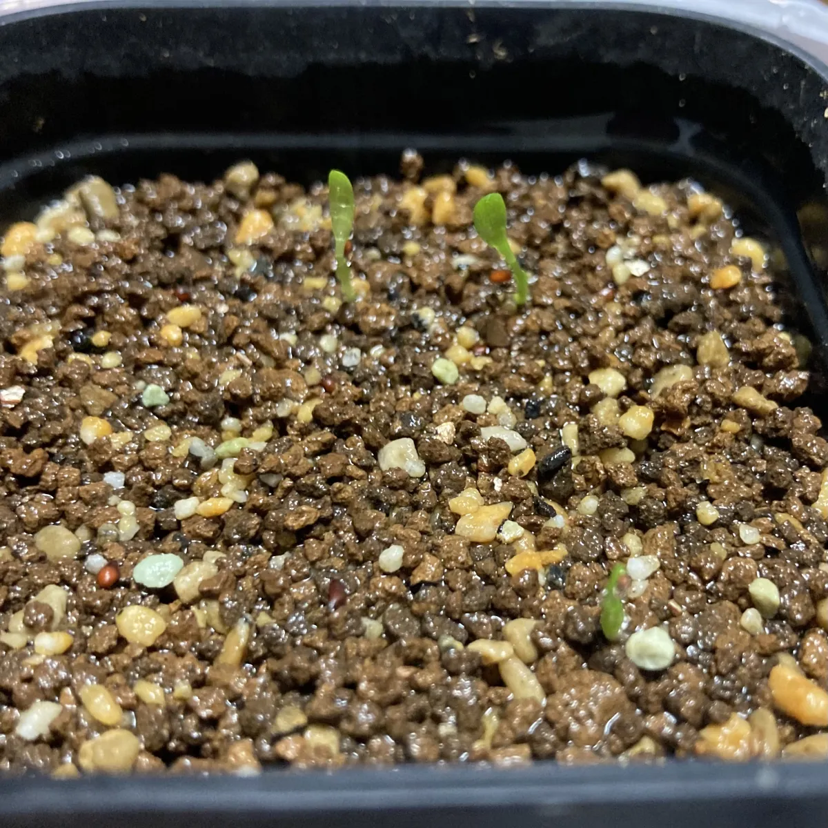 Billbergia Billbergia sp. Hallelujah x Darth Vader (ビルベルギア ハレルヤxダースベイダー)