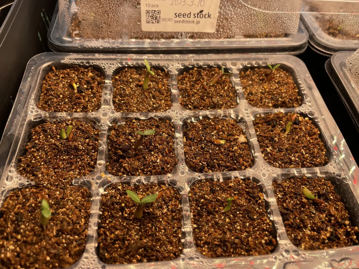 Pachypodium rosulatum var. gracilius (パキポディウム グラキリス)