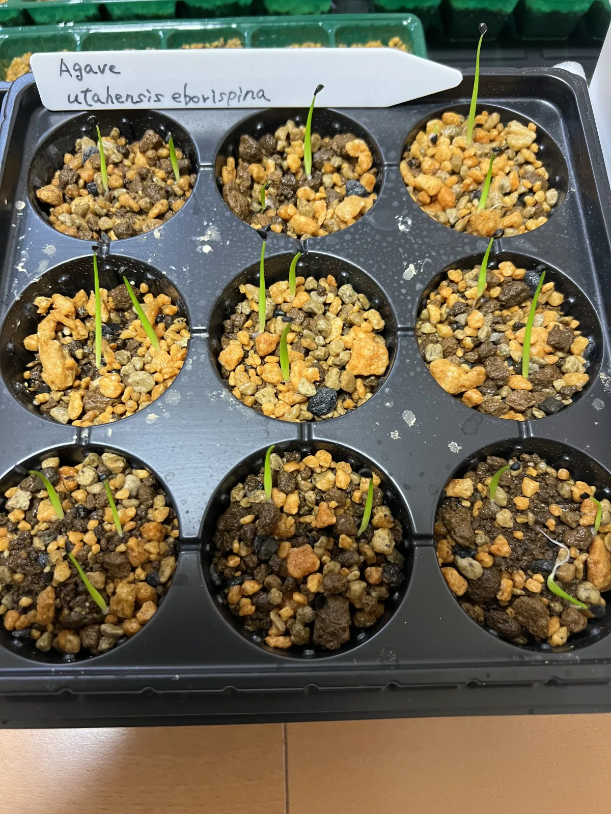 Agave utahensis var. eborispina (アガベ エボリスピナ)