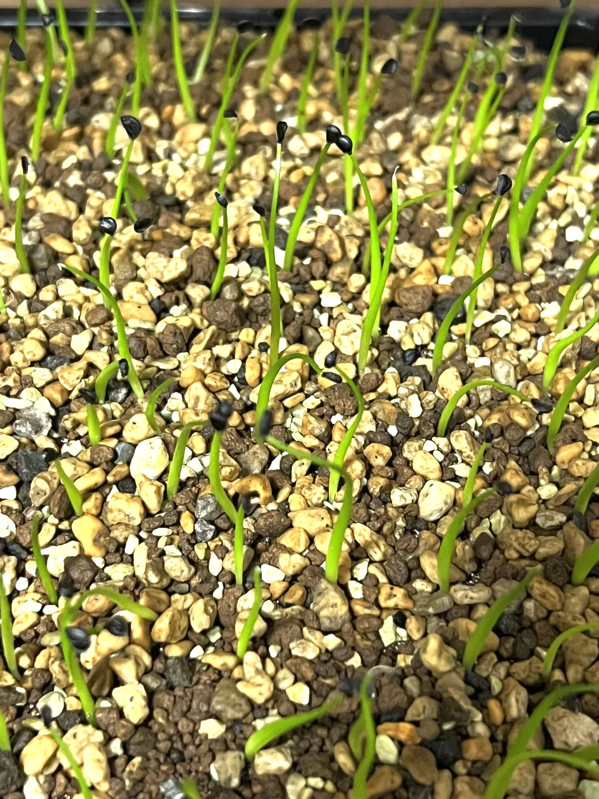 Agave utahensis var. nevadensis (アガベ ユタエンシス ネヴァデンシス)