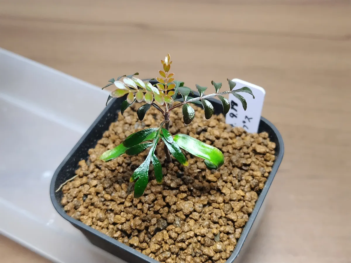 Operculicarya pachypus (オペルクリカリア パキプス)