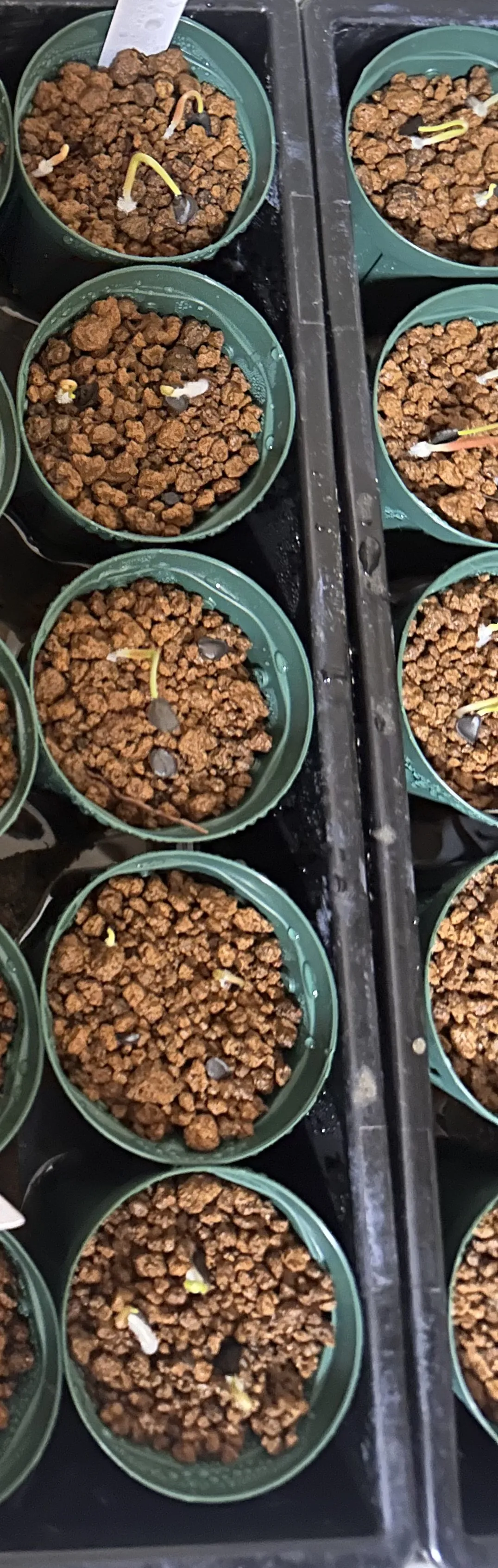 Agave shrevei ssp. magna (アガベ シュリベイマグナ)