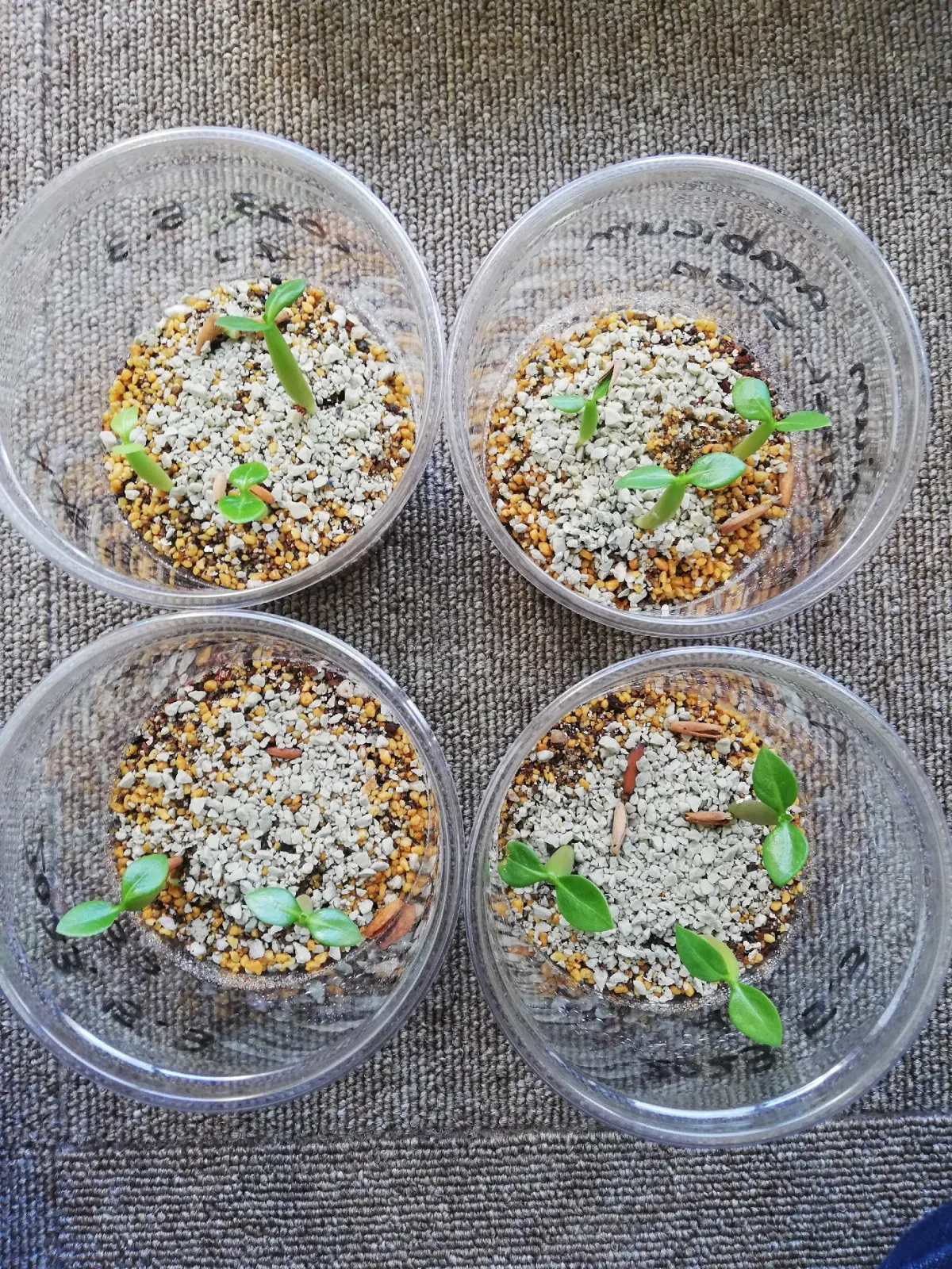 Adenium arabicum Black Stem (アデニウム アラビカム ブラックステム)