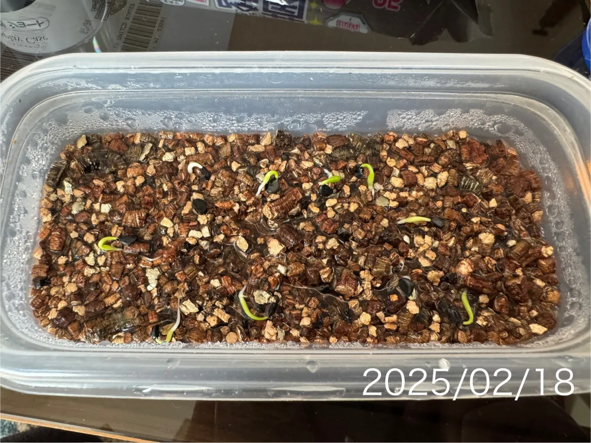 Agave utahensis var. eborispina 'Corkscrew' (アガベ ユタエンシスコークスクリュー)