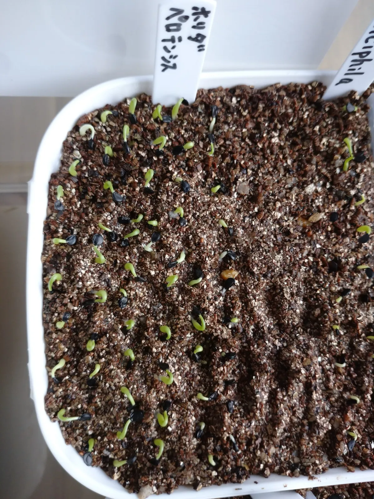 Agave horrida subsp. perotensis (アガベ ペロテンシス)