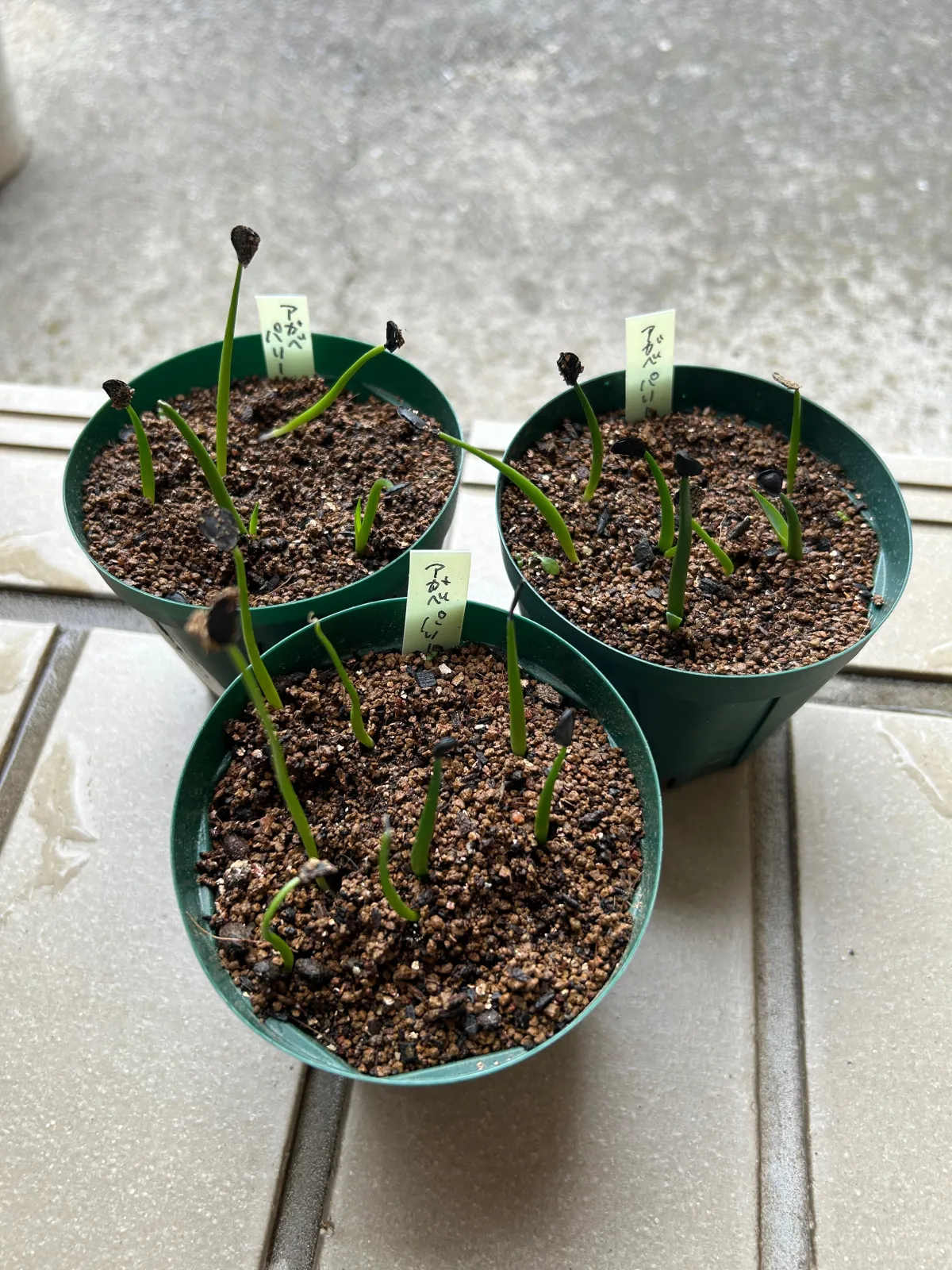 Agave parryi subsp. parryi (アガベ パリー)