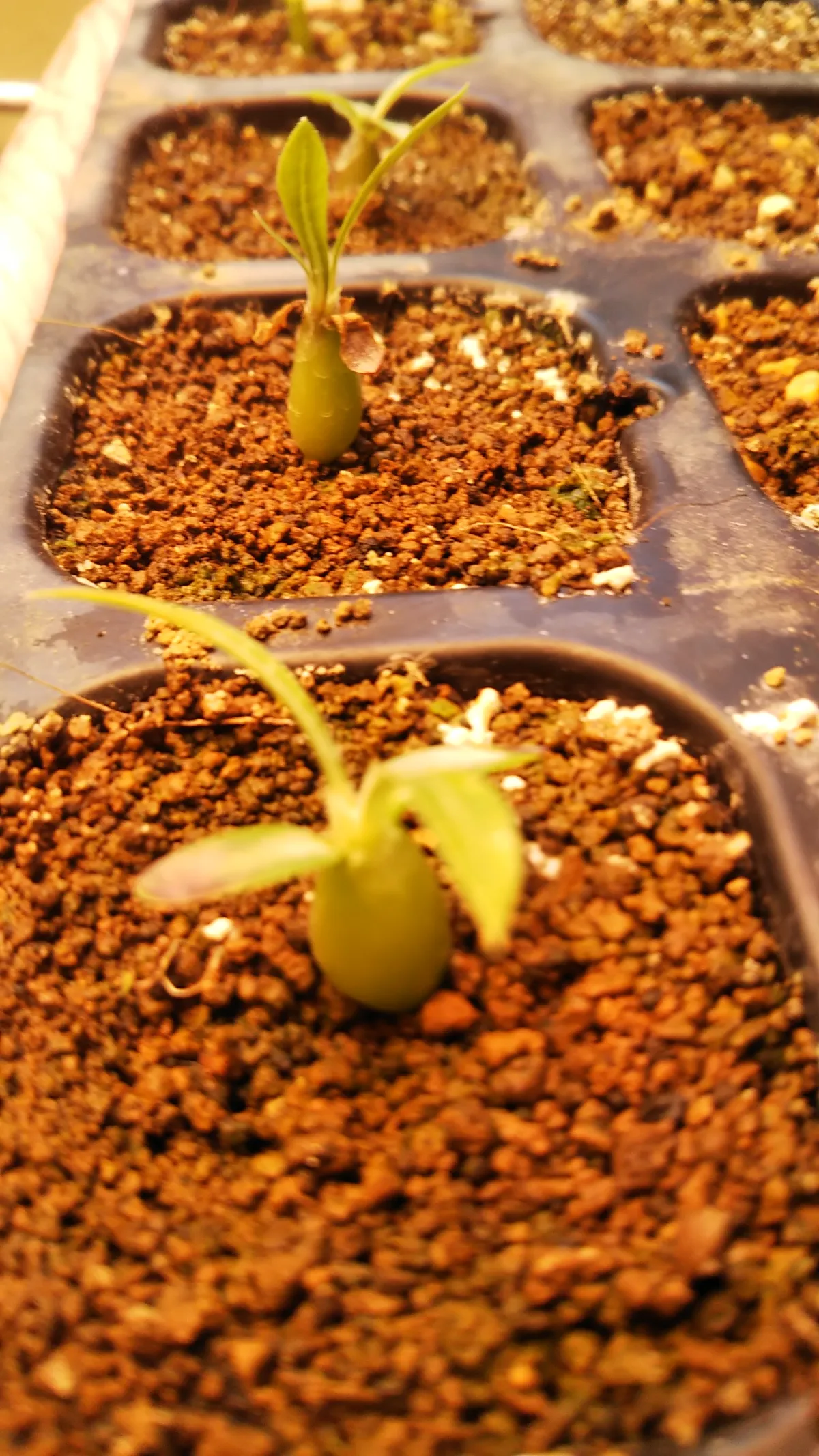 Pachypodium rosulatum (パキポディウム ロスラーツム)