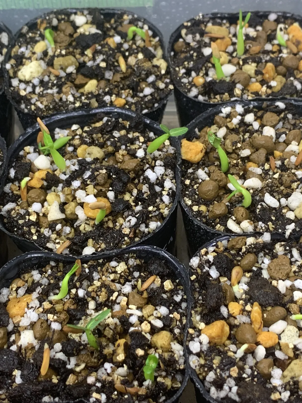 Pachypodium rosulatum ssp. cactipes (パキポディウム カクチペス)