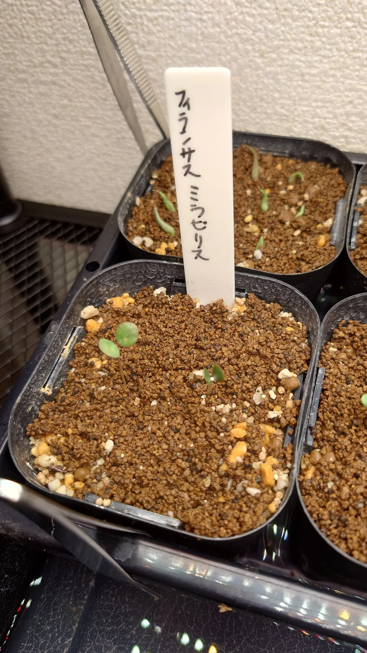 Phyllanthus mirabilis (フィランサス ミラビリス)