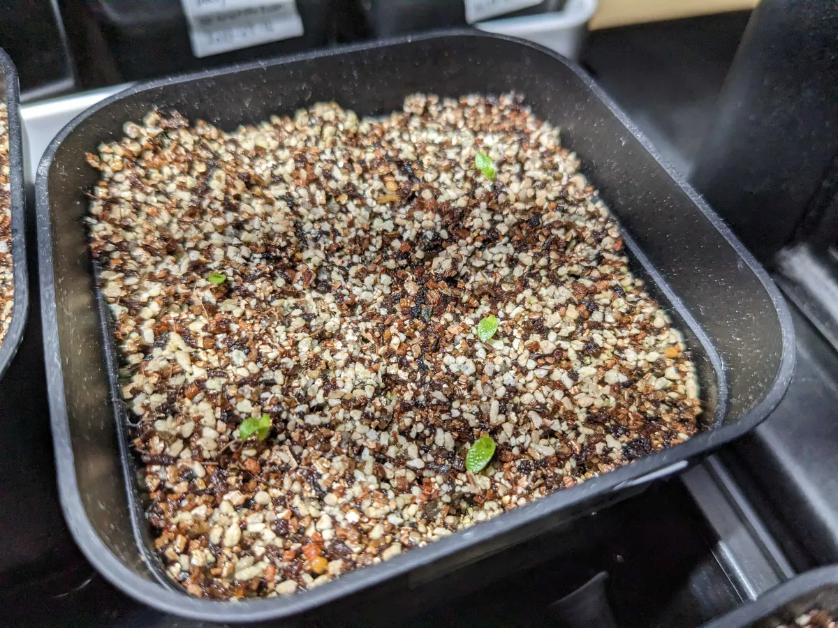 Puya coerulea var. coerulea Silver Puya, Pink Torch Puya (プヤ セルーレア)