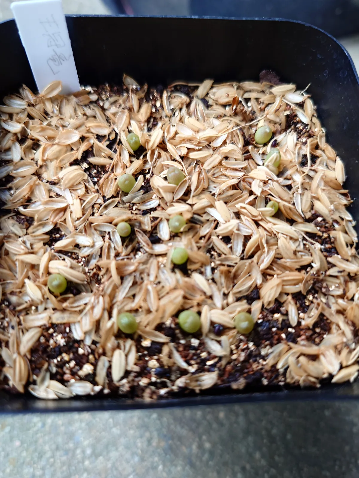 Ferocactus glaucescens (フェロカクタス グラウケスケンス)