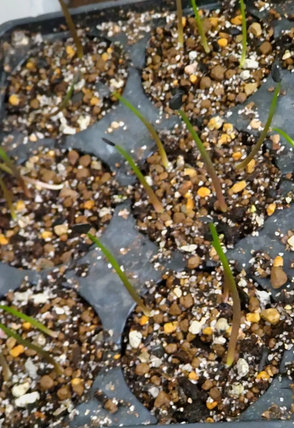 Agave shrevei ssp. magna (アガベ シュリベイマグナ)