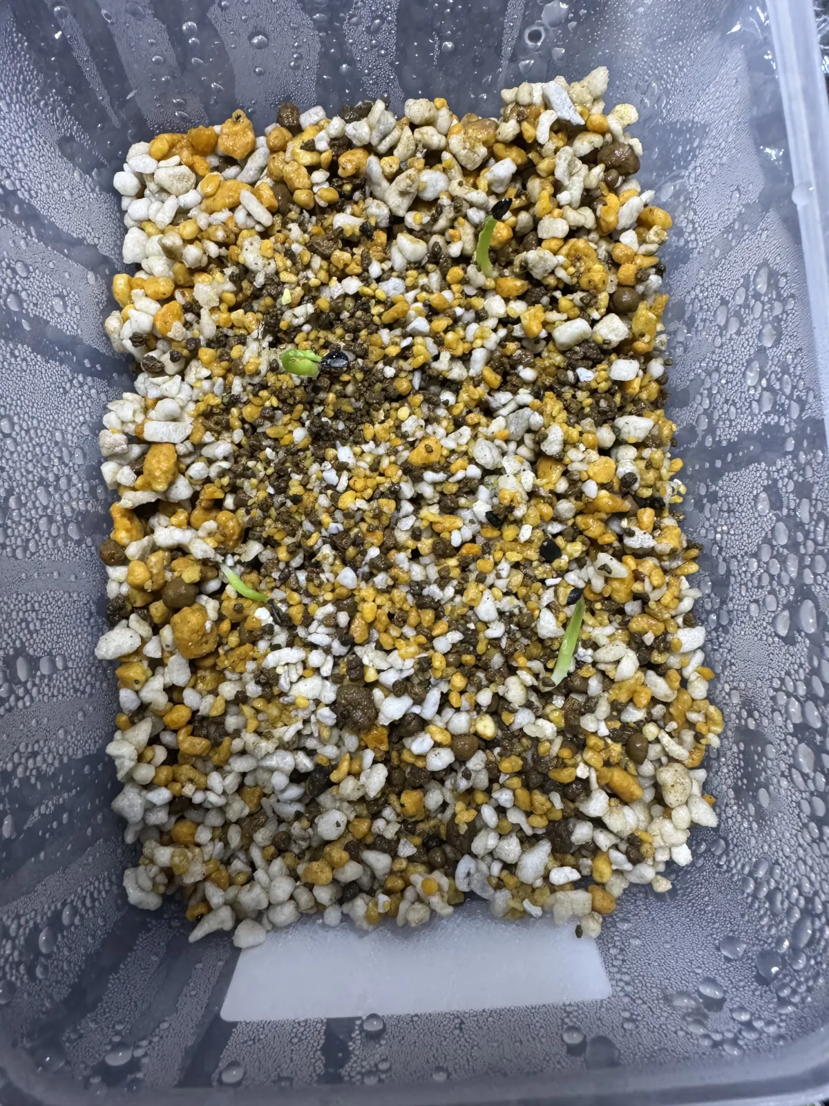 Agave titanota 'Blue' (アガベ チタノタブルー)