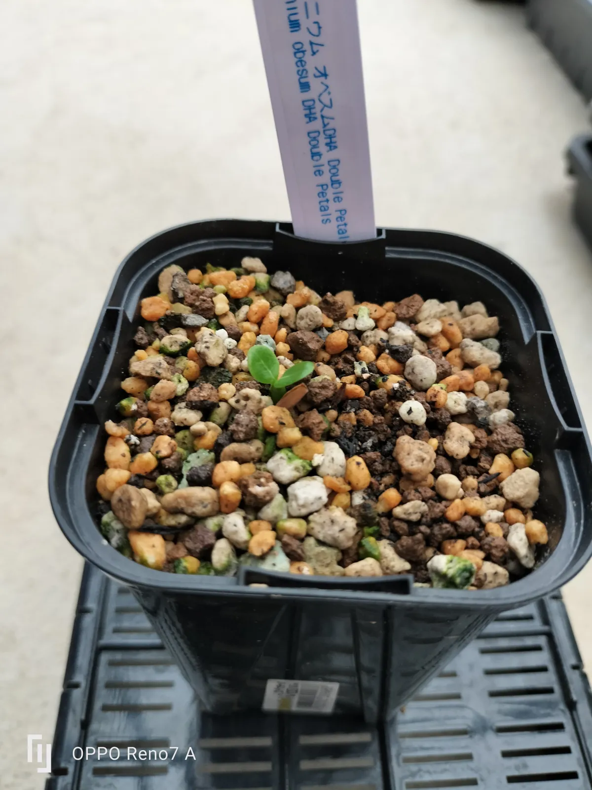 Adenium obesum DHA Double Petals (アデニウム オベスム DHA Double Petals)