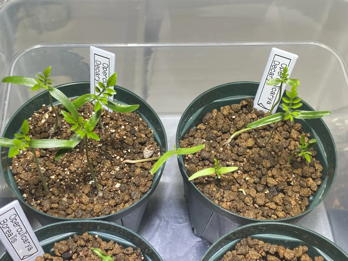 Operculicarya decaryi (オペルクリカリア デカリー)