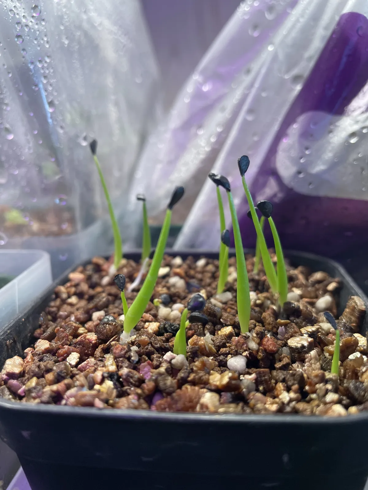 Agave utahensis var. eborispina (アガベ エボリスピナ)