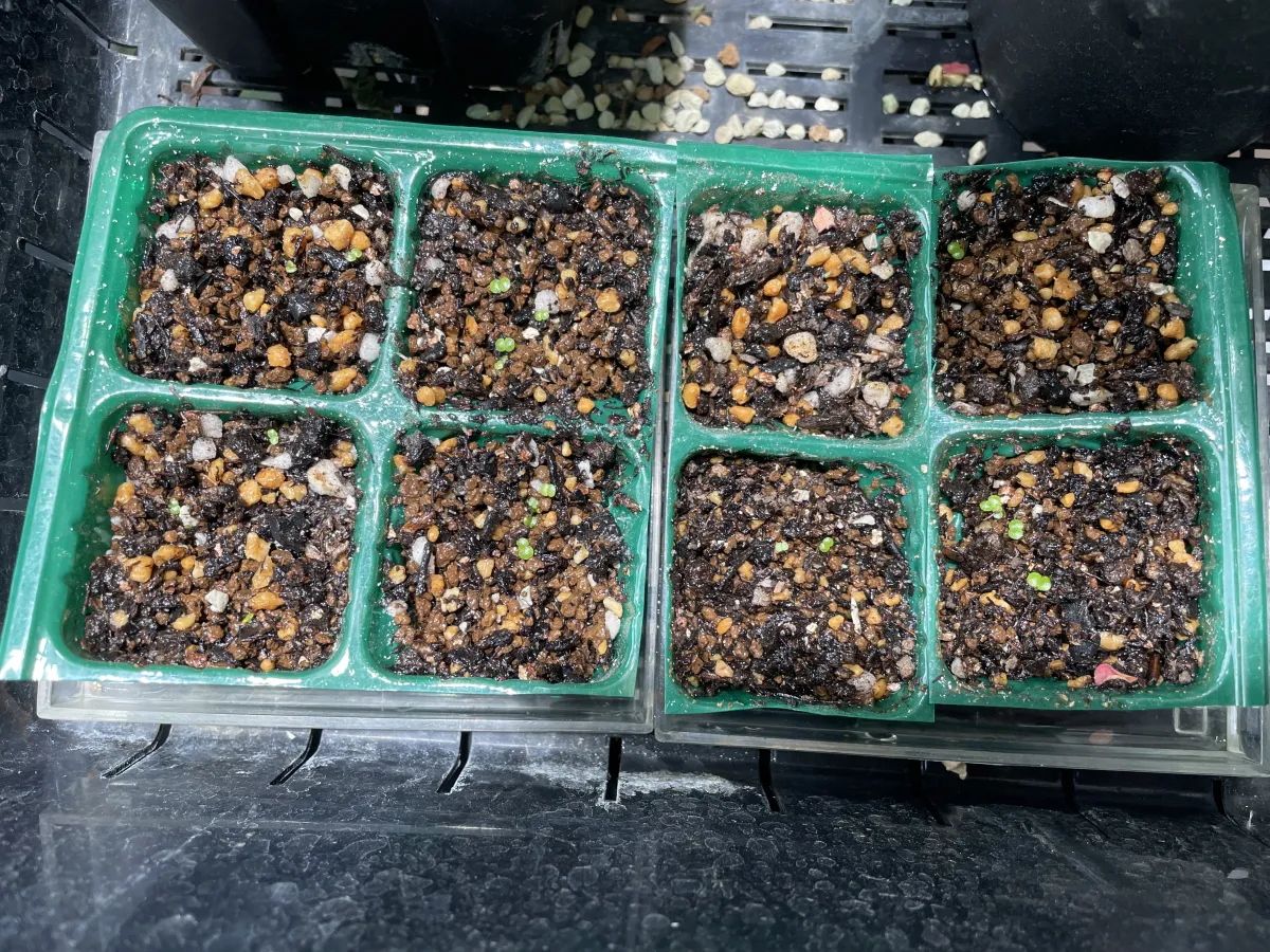 Tylecodon wallichii (ティレコドン ワリチー)