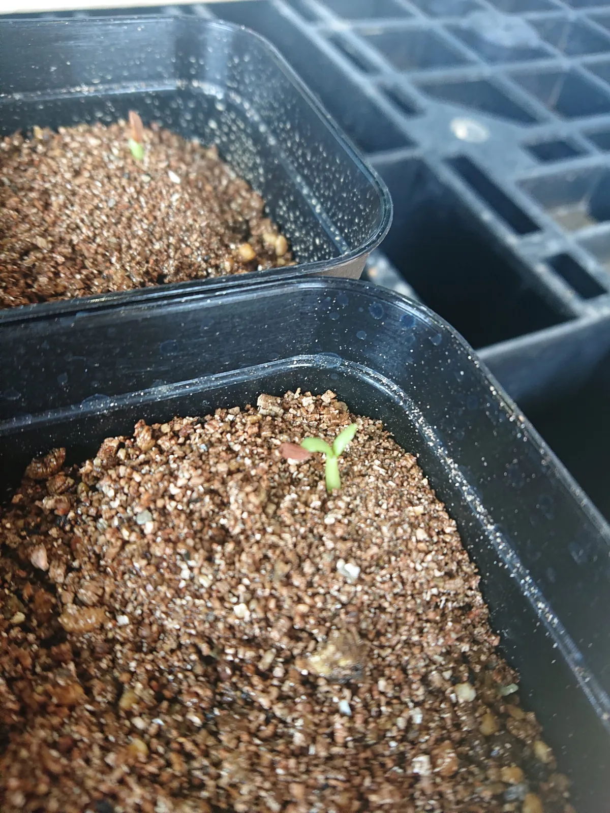 Pachypodium rosulatum var. gracilius (パキポディウム グラキリス)