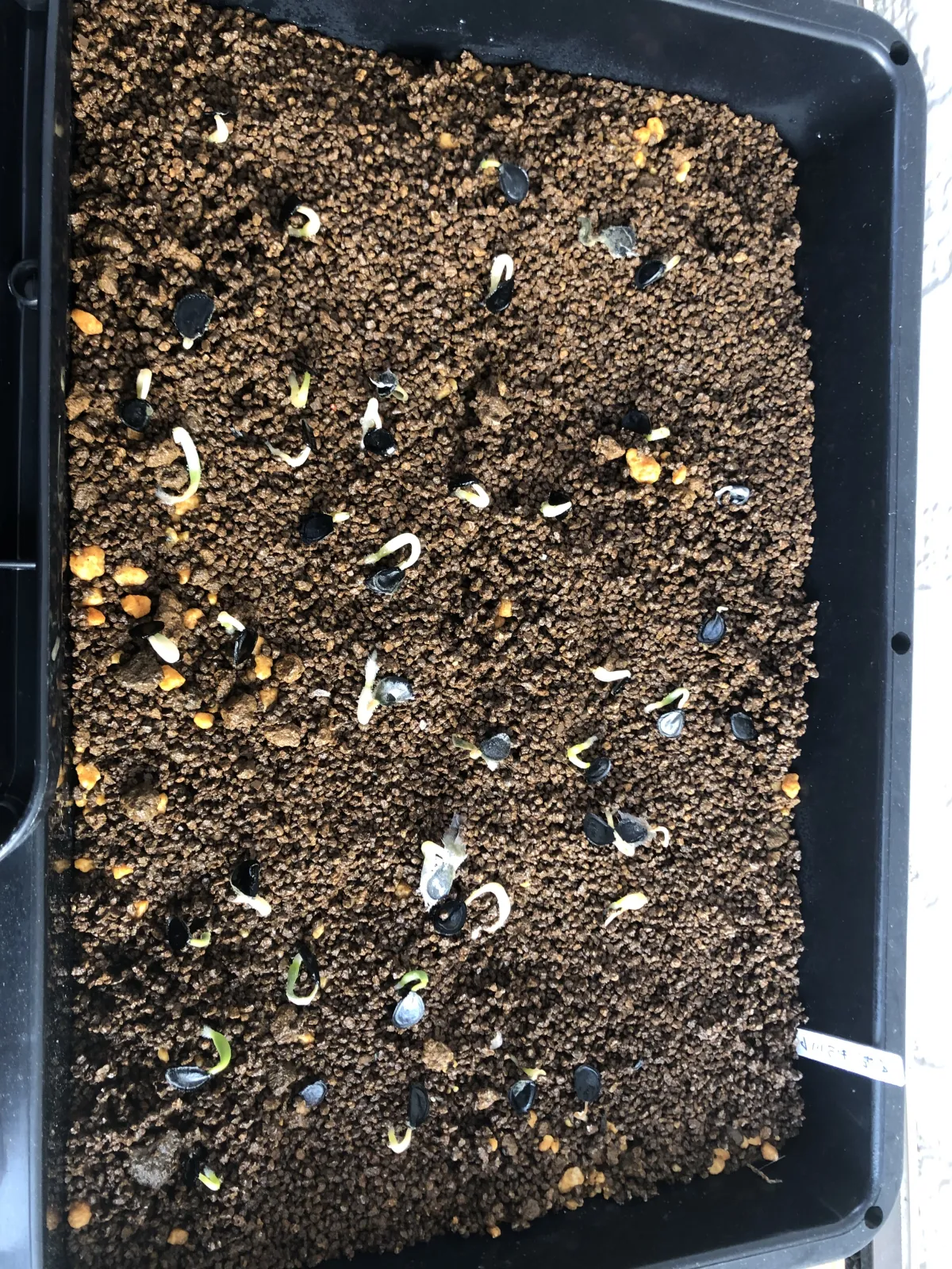 Agave salmiana subsp. salmiana (アガベ サルミアナ)