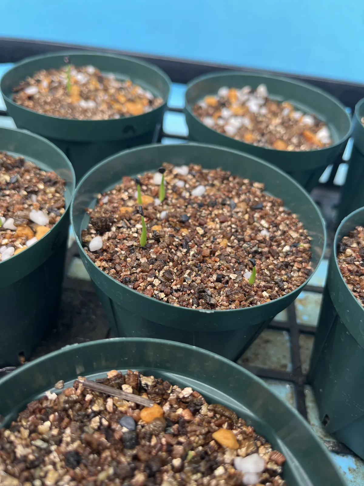 Agave utahensis var. eborispina 'Hayford' (アガベ エボリスピナ ヘイフォード)