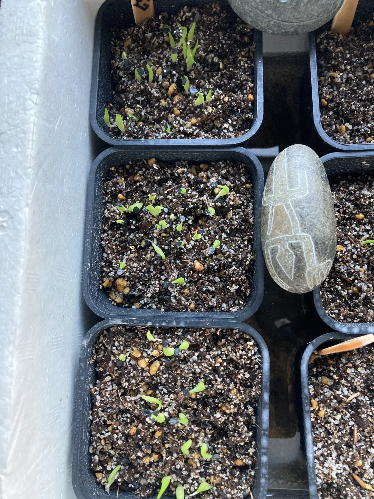 Agave oteroi (アガベ オテロイ)